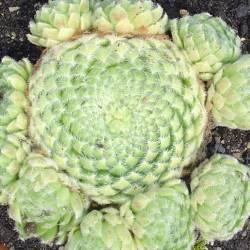 Sempervivum - Dachwurz - Hauswurz